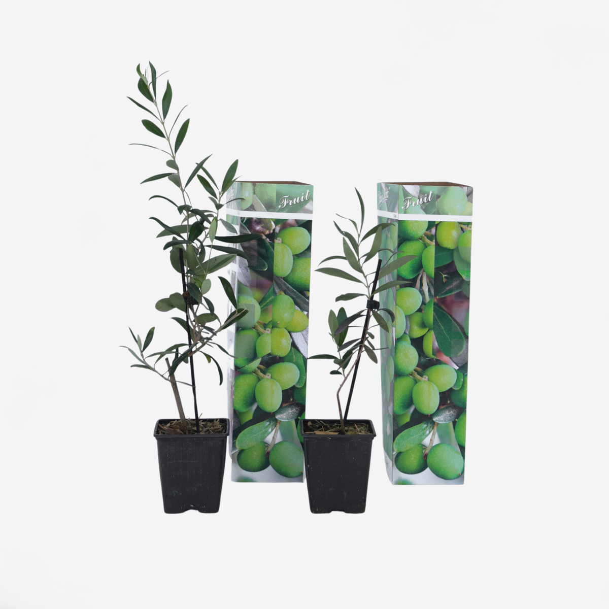 Florastore Olivenbaum - 2 Stk - Olea Europaea - Höhe 25-40Cm - ⌀9Cm