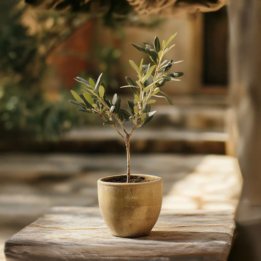 Florastore Olivenbaum - 2 Stk - Olea Europaea - Höhe 25-40Cm - ⌀9Cm