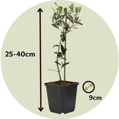 Florastore Olivenbaum - 2 Stk - Olea Europaea - Höhe 25-40Cm - ⌀9Cm