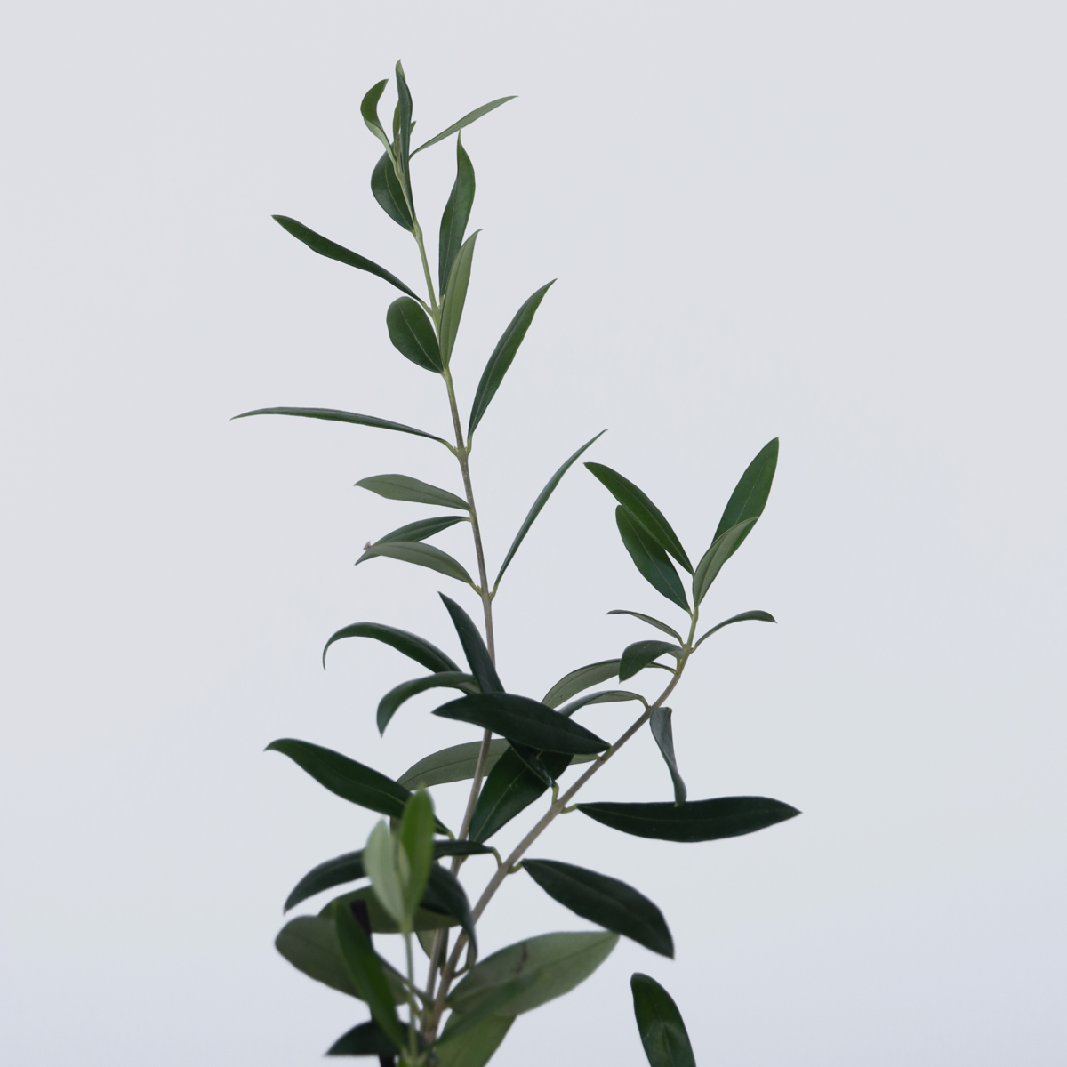 Florastore Olivenbaum - 2 Stk - Olea Europaea - Höhe 25-40Cm - ⌀9Cm