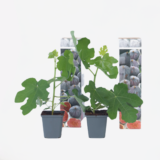 Florastore Feigenbaum - 2 Stk - Ficus Carica 'Brown Turkey' - Höhe 25-40Cm - ⌀9Cm