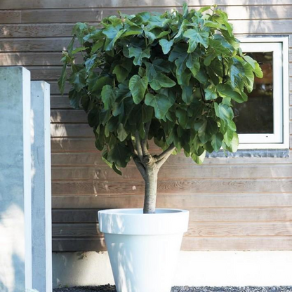 Florastore Feigenbaum - 2 Stk - Ficus Carica 'Brown Turkey' - Höhe 25-40Cm - ⌀9Cm