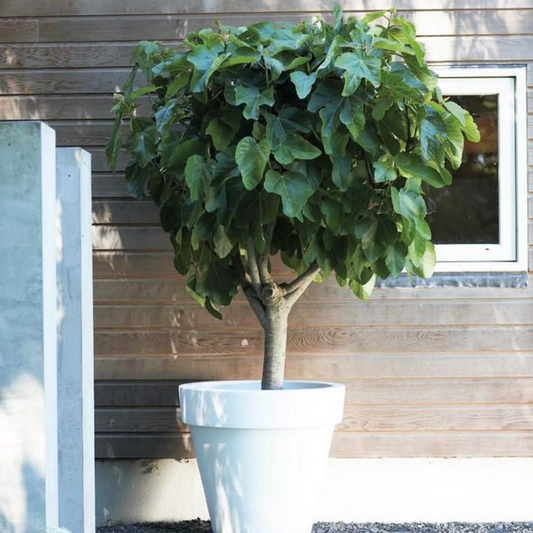Florastore Feigenbaum - 2 Stk - Ficus Carica 'Brown Turkey' - Höhe 25-40Cm - ⌀9Cm
