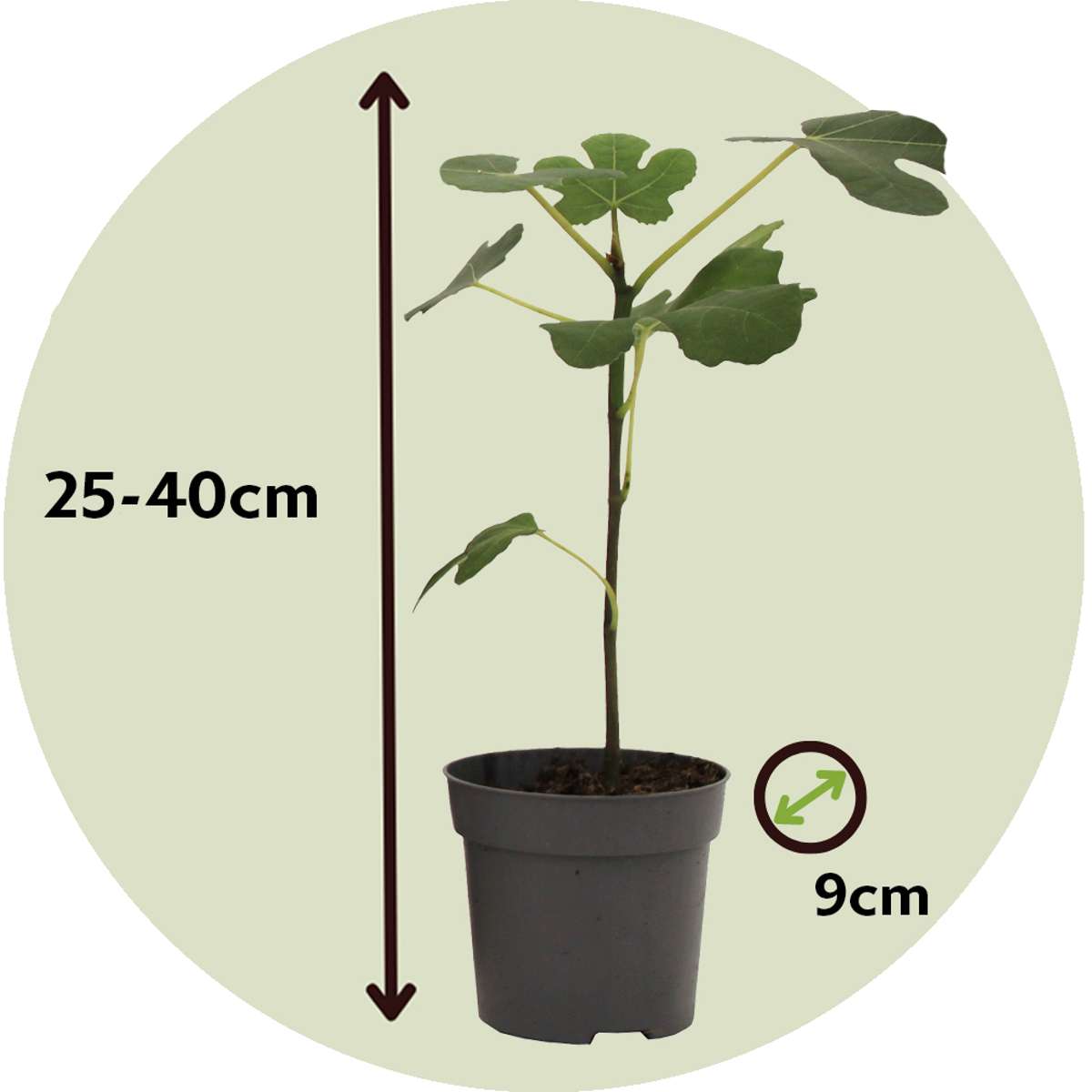Florastore Feigenbaum - 2 Stk - Ficus Carica 'Brown Turkey' - Höhe 25-40Cm - ⌀9Cm
