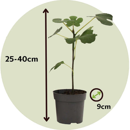 Florastore Feigenbaum - 2 Stk - Ficus Carica 'Brown Turkey' - Höhe 25-40Cm - ⌀9Cm
