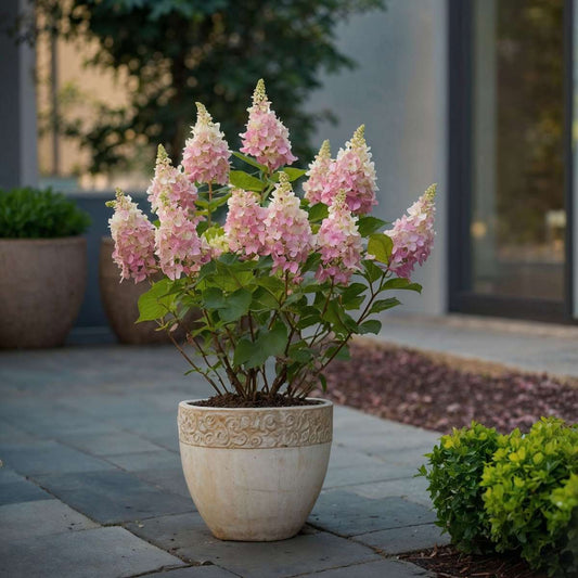 Florastore Hortensie - 4 Stk - Hydrangea Paniculata 'Pinky Winky' - Höhe 25-40Cm - ⌀19Cm