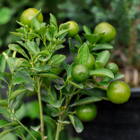 Florastore Limette - 3 Stk - Citrus Aurantifolia - Höhe 25-40Cm - ⌀9Cm