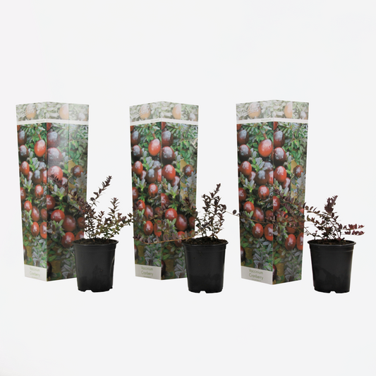 Florastore Preiselbeere - 3 Stk - Vaccinium Macrocarpon 'Cranberry' - Höhe 10-20Cm - ⌀9Cm