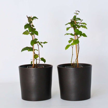 Florastore Brombeerpflanzen - 2 Stk - Rubus Fruticosus 'Thornfree' - Höhe 50-60Cm - ⌀15Cm