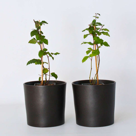 Florastore Brombeerpflanzen - 2 Stk - Rubus Fruticosus 'Thornfree' - Höhe 50-60Cm - ⌀15Cm