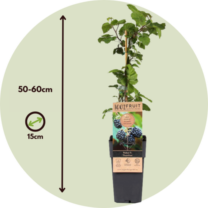 Florastore Brombeerpflanzen - 2 Stk - Rubus Fruticosus 'Thornfree' - Höhe 50-60Cm - ⌀15Cm