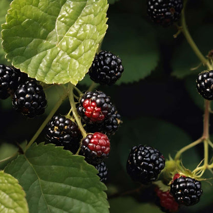 Florastore Brombeerpflanzen - 2 Stk - Rubus Fruticosus 'Thornfree' - Höhe 50-60Cm - ⌀15Cm