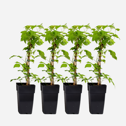 Florastore Himbeerpflanze - 4 Stk - Rubus Idaeus 'Malling Promise' - Höhe 50-60Cm - ⌀15Cm