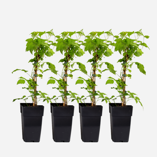 Florastore Himbeerpflanze - 4 Stk - Rubus Idaeus 'Malling Promise' - Höhe 50-60Cm - ⌀15Cm