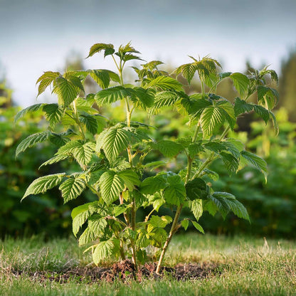 Florastore Himbeerpflanze - 4 Stk - Rubus Idaeus 'Malling Promise' - Höhe 50-60Cm - ⌀15Cm