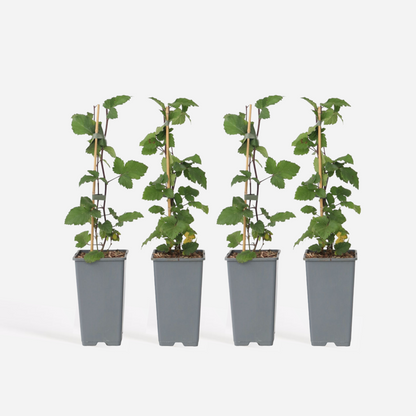Florastore Rote Johannisbeere - 4 Stk - Ribes Rubrum 'J. Van Tets' - Höhe 50-60Cm - ⌀15Cm