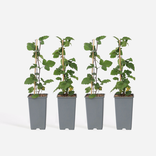 Florastore Rote Johannisbeere - 4 Stk - Ribes Rubrum 'J. Van Tets' - Höhe 50-60Cm - ⌀15Cm