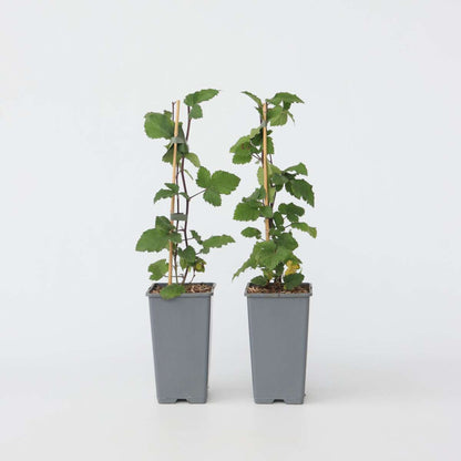 Florastore Rote Johannisbeere - 2 Stk - Ribes Rubrum 'J. Van Tets' - Höhe 50-60Cm - ⌀15Cm