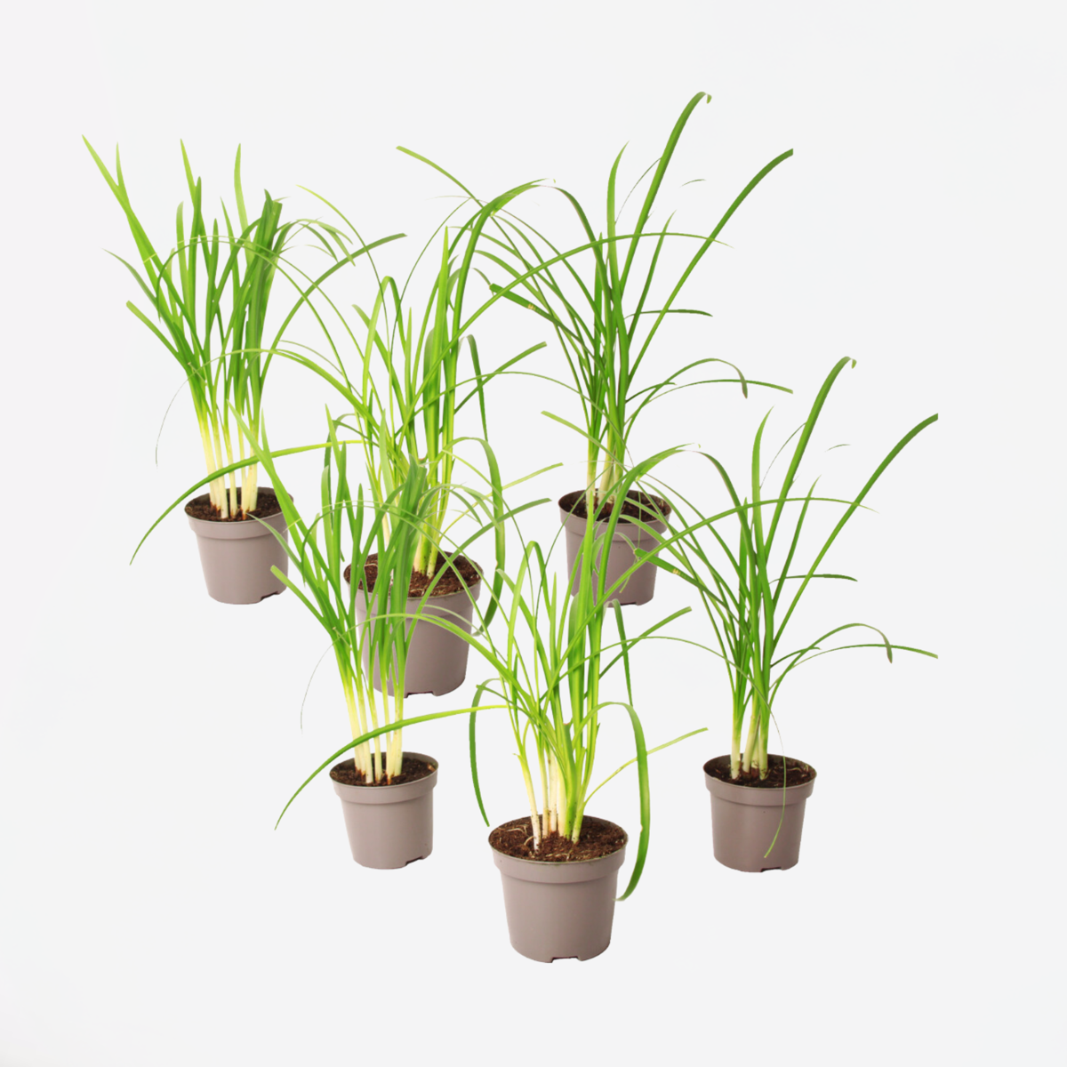 Florastore Knobikraut - 6 Stk - Tulbaghia Violacea - Höhe 15-25Cm - ⌀9Cm