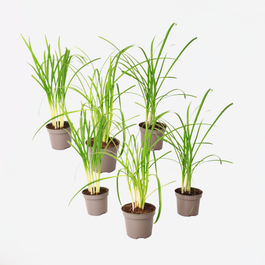 Florastore Knobikraut - 6 Stk - Tulbaghia Violacea - Höhe 15-25Cm - ⌀9Cm