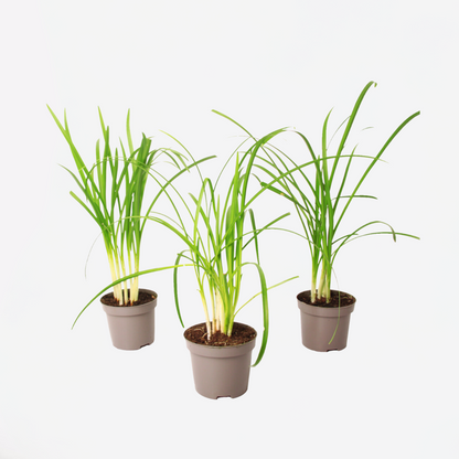 Florastore Knobikraut - 3 Stk - Tulbaghia Violacea - Höhe 15-25Cm - ⌀9Cm