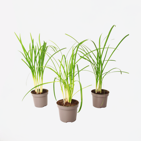 Florastore Knobikraut - 3 Stk - Tulbaghia Violacea - Höhe 15-25Cm - ⌀9Cm