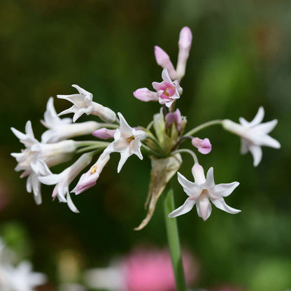 Florastore Knobikraut - 3 Stk - Tulbaghia Violacea - Höhe 15-25Cm - ⌀9Cm