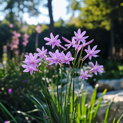 Florastore Knobikraut - 3 Stk - Tulbaghia Violacea - Höhe 15-25Cm - ⌀9Cm