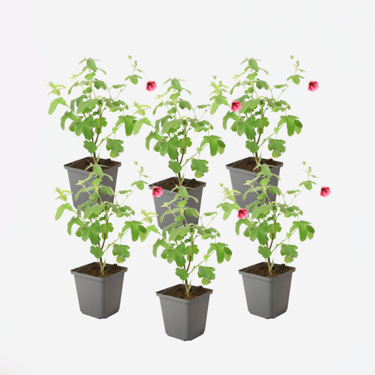 Florastore Kapmalve - 6 Stk - Anisodontea Capensis 'El Rayo' - Höhe 25-40Cm - ⌀9Cm