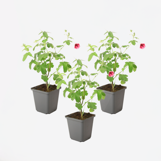 Florastore Kapmalve - 3 Stk - Anisodontea Capensis 'El Rayo' - Höhe 25-40Cm - ⌀9Cm