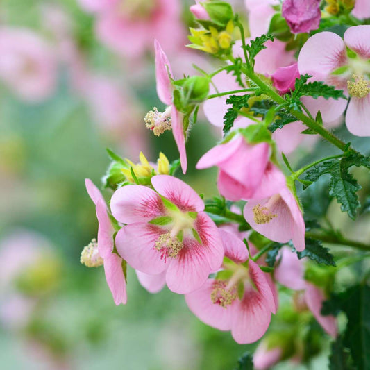 Florastore Kapmalve - 3 Stk - Anisodontea Capensis 'El Rayo' - Höhe 25-40Cm - ⌀9Cm