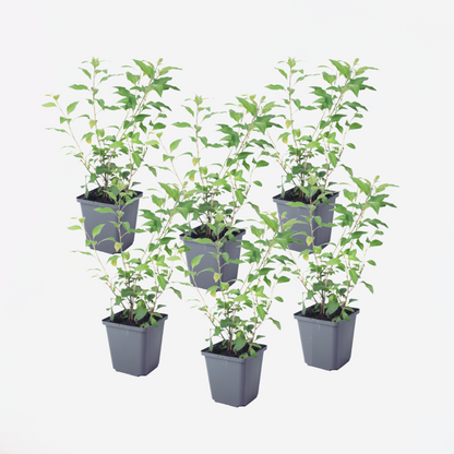 Florastore Blaues Nachtschatt - 6 Stk - Lycianthes Rantonnetii - Höhe 25-40Cm - ⌀9Cm