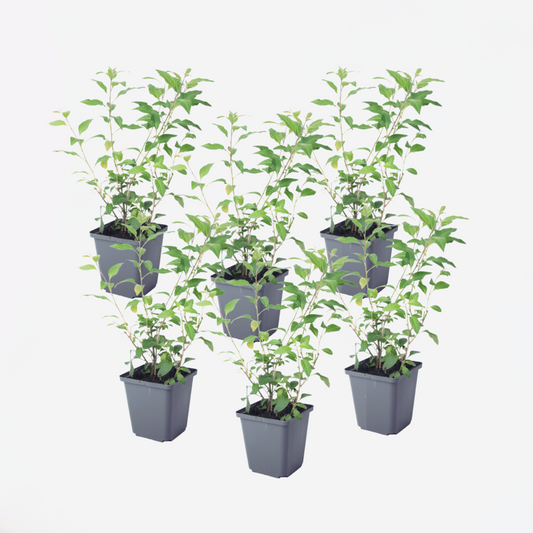 Florastore Blaues Nachtschatt - 6 Stk - Lycianthes Rantonnetii - Höhe 25-40Cm - ⌀9Cm