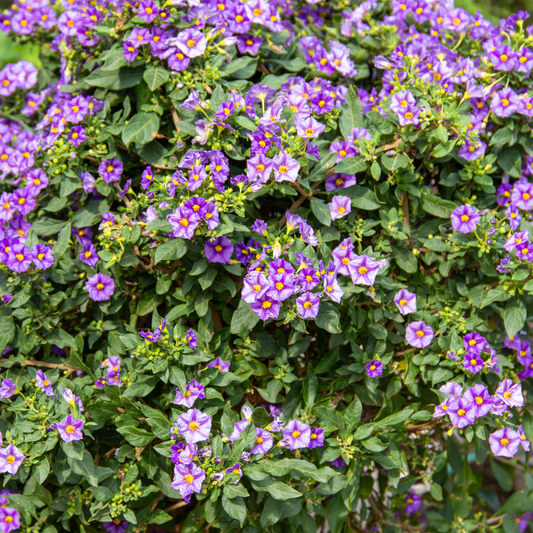 Florastore Blaues Nachtschatt - 6 Stk - Lycianthes Rantonnetii - Höhe 25-40Cm - ⌀9Cm