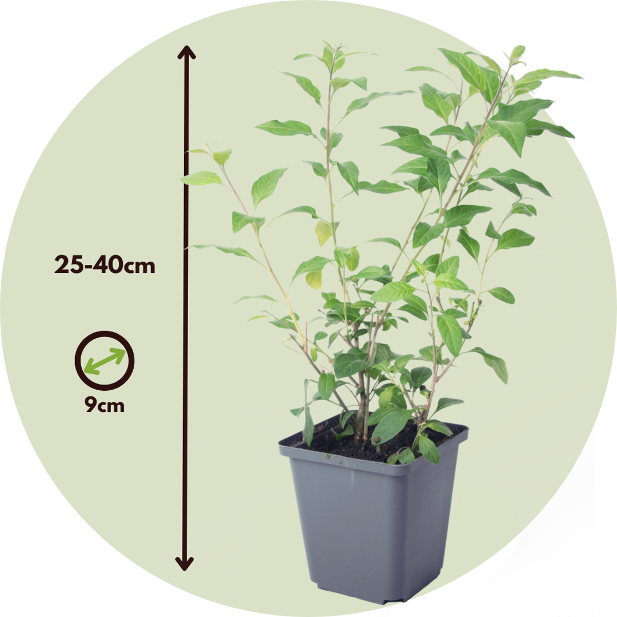 Florastore Blaues Nachtschatt - 6 Stk - Lycianthes Rantonnetii - Höhe 25-40Cm - ⌀9Cm