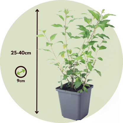 Florastore Blaues Nachtschatt - 6 Stk - Lycianthes Rantonnetii - Höhe 25-40Cm - ⌀9Cm