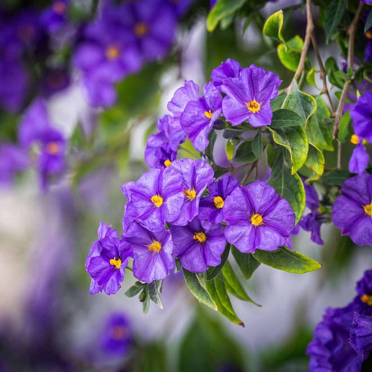 Florastore Blaues Nachtschatt - 6 Stk - Lycianthes Rantonnetii - Höhe 25-40Cm - ⌀9Cm