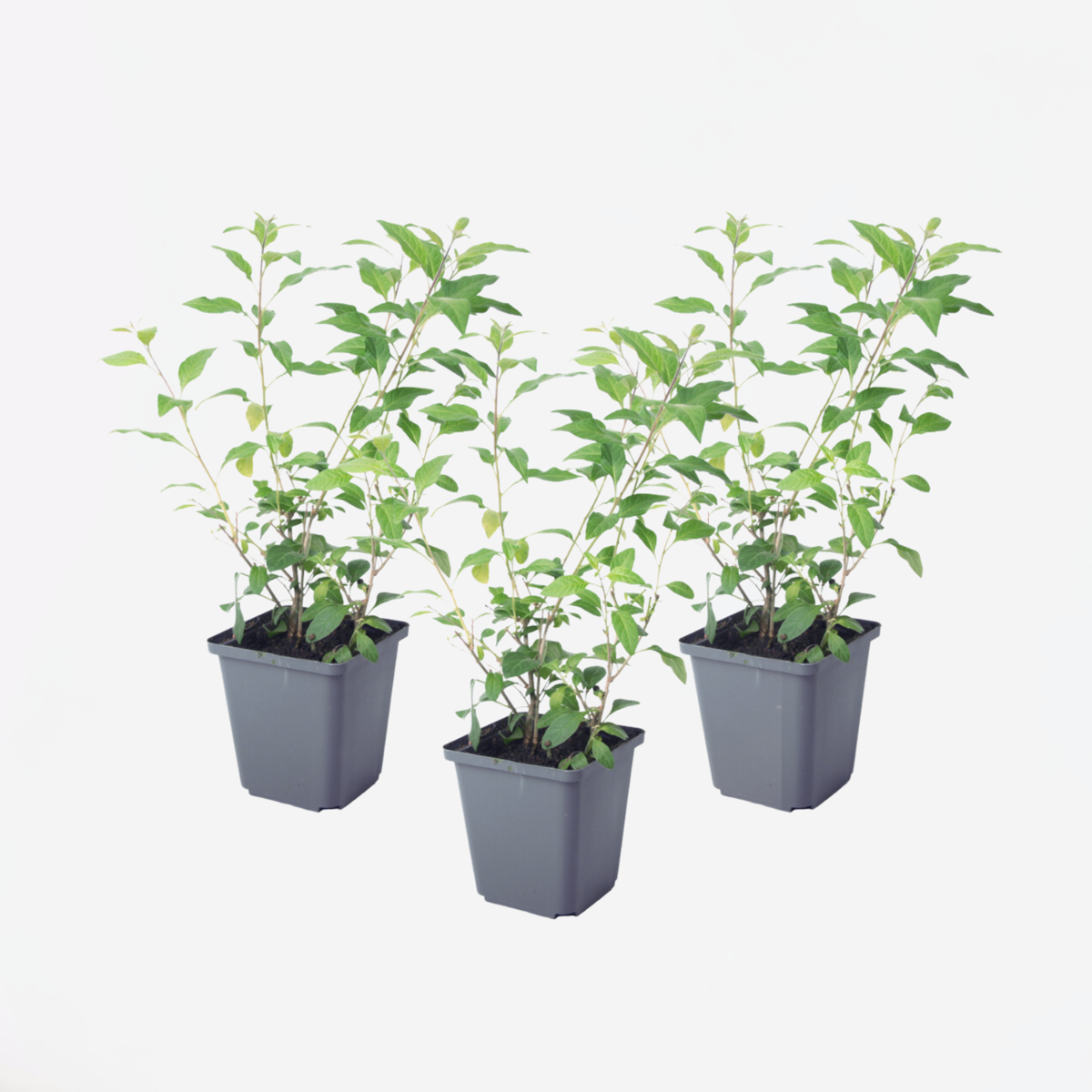 Florastore Blaues Nachtschatt - 3 Stk - Lycianthes Rantonnetii - Höhe 25-40Cm - ⌀9Cm