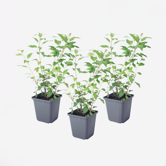 Florastore Blaues Nachtschatt - 3 Stk - Lycianthes Rantonnetii - Höhe 25-40Cm - ⌀9Cm