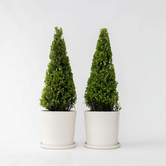 Florastore Japanische Stechpalme - 2 Stk - Ilex Crenata 'Jenny' - Höhe 55-65Cm - ⌀21Cm