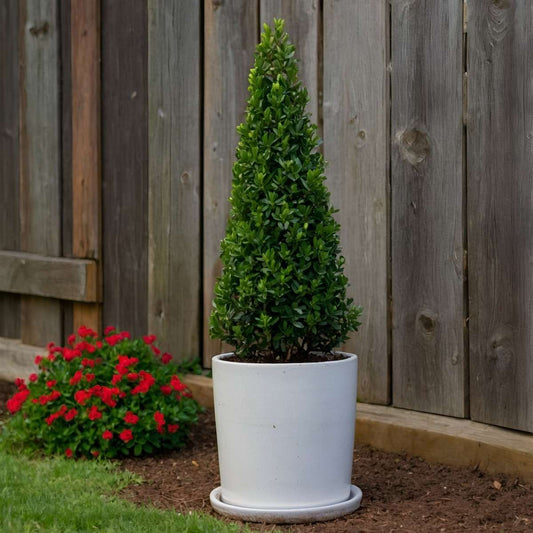 Florastore Japanische Stechpalme - 2 Stk - Ilex Crenata 'Jenny' - Höhe 55-65Cm - ⌀21Cm
