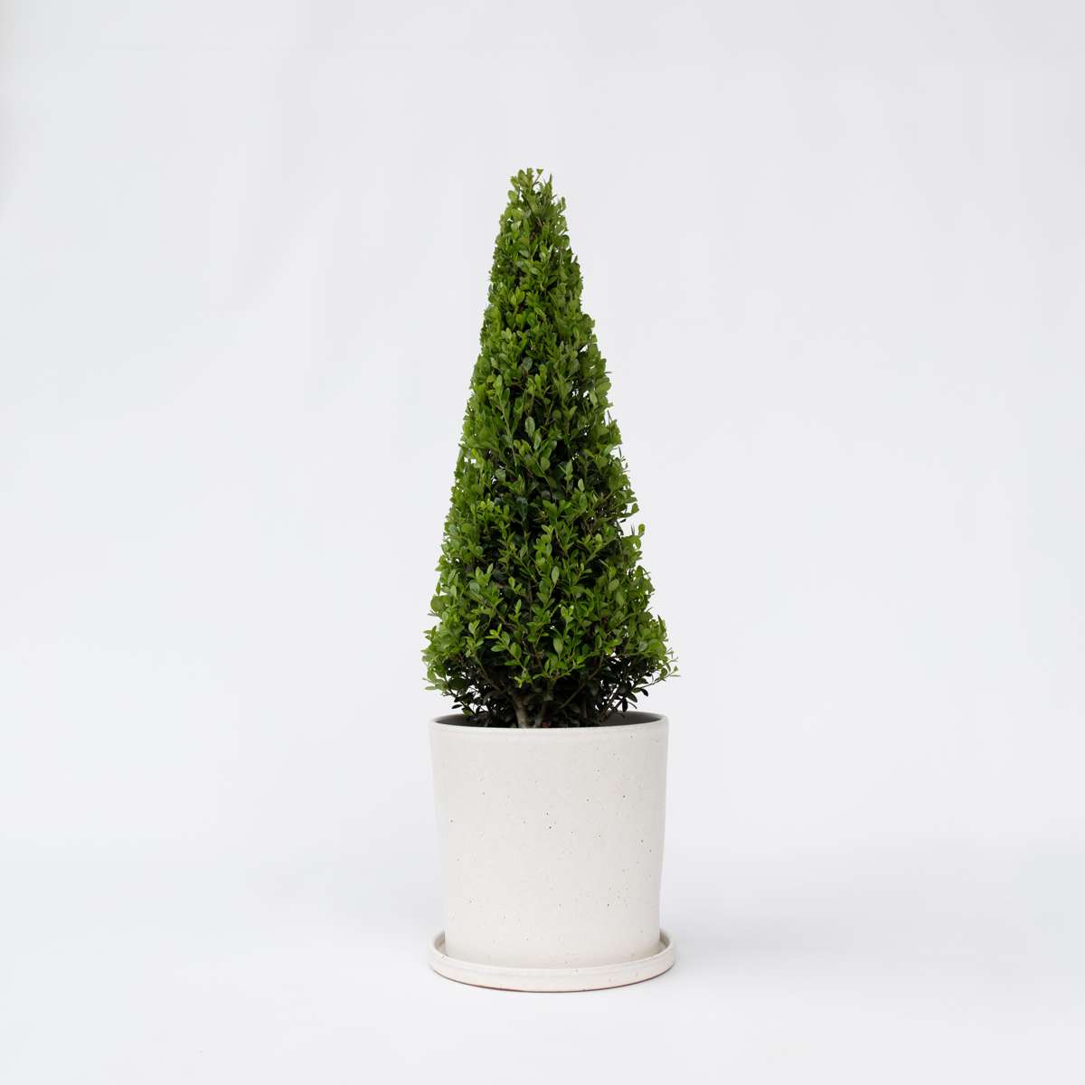 Florastore Japanische Stechpalme - Ilex Crenata 'Jenny' - Höhe 55-65Cm - ⌀21Cm