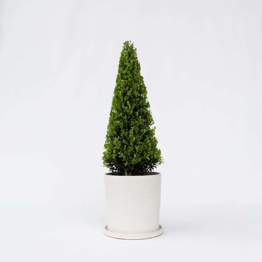 Florastore Japanische Stechpalme - Ilex Crenata 'Jenny' - Höhe 55-65Cm - ⌀21Cm