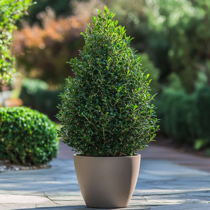 Florastore Japanische Stechpalme - Ilex Crenata 'Jenny' - Höhe 55-65Cm - ⌀21Cm