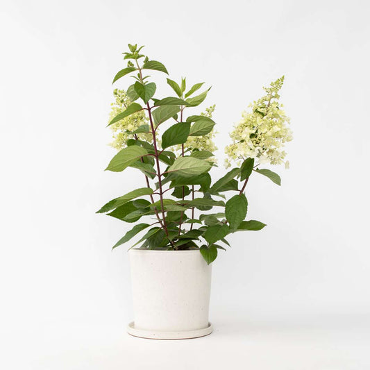 Florastore Hortensie - Hydrangea Paniculata 'Candlelight' - Höhe 25-40Cm - ⌀19Cm