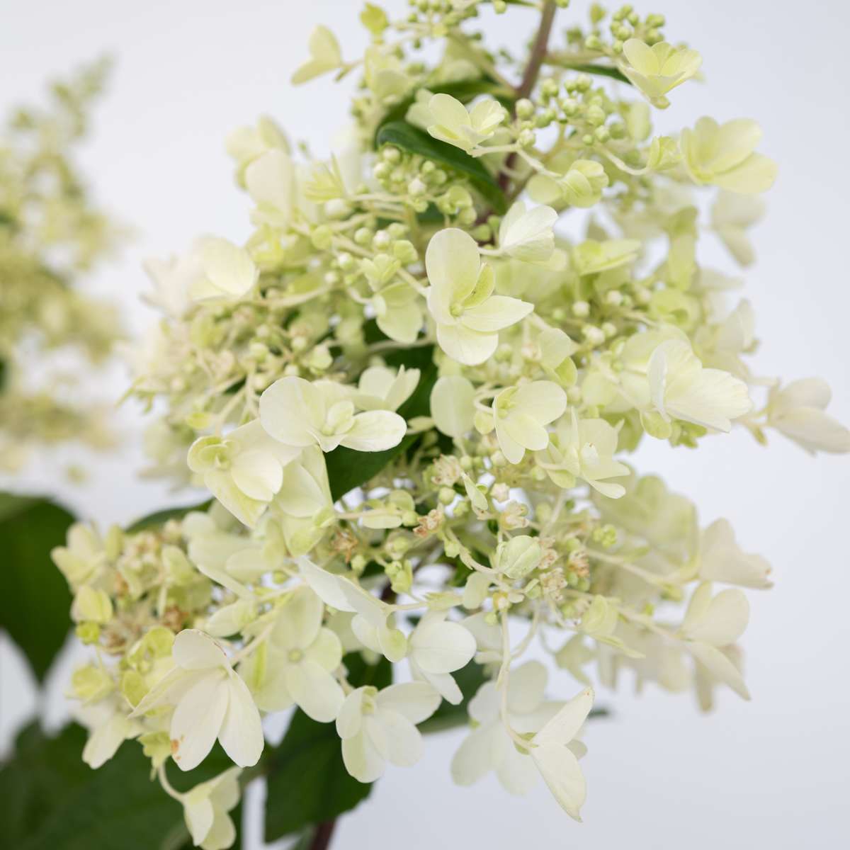 Florastore Hortensie - Hydrangea Paniculata 'Candlelight' - Höhe 25-40Cm - ⌀19Cm