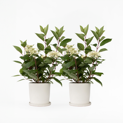 Florastore Hortensie - 2 Stk - Hydrangea Paniculata 'Early Harry' - Höhe 25-40Cm - ⌀19Cm