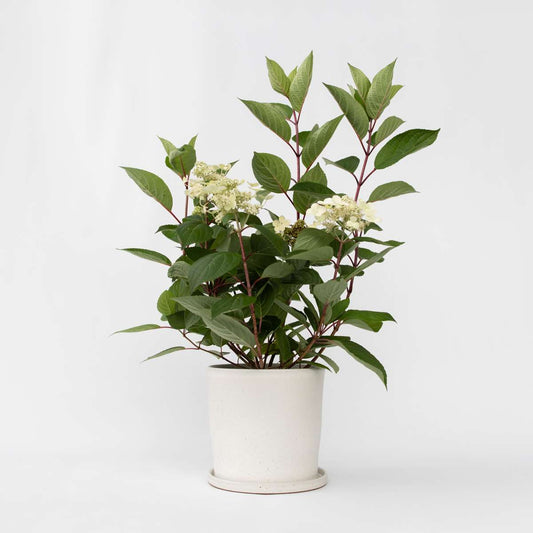 Florastore Hortensie - Hydrangea Paniculata 'Early Harry' - Höhe 25-40Cm - ⌀19Cm