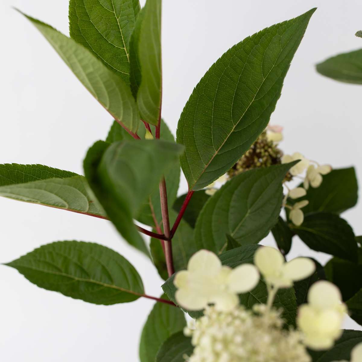 Florastore Hortensie - Hydrangea Paniculata 'Early Harry' - Höhe 25-40Cm - ⌀19Cm