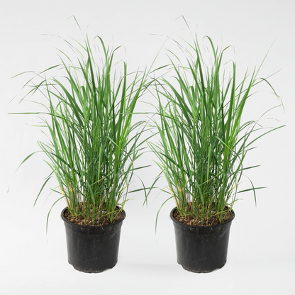 Florastore Reitgras - 2 Stk - Calamagrostis 'Karl Foerster' - Höhe 40-60Cm - ⌀23Cm